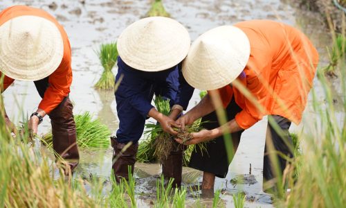 Experience the rhythm of local farming life