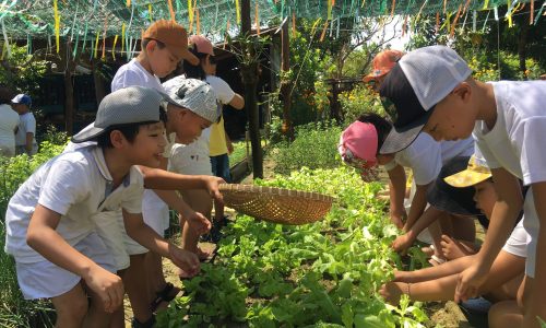 planting vegetable (1)